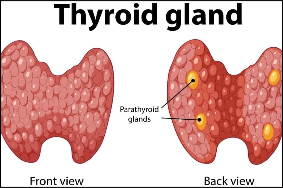 Top 8 Tips for Effective Thyroid Treatment | Serene Wellness